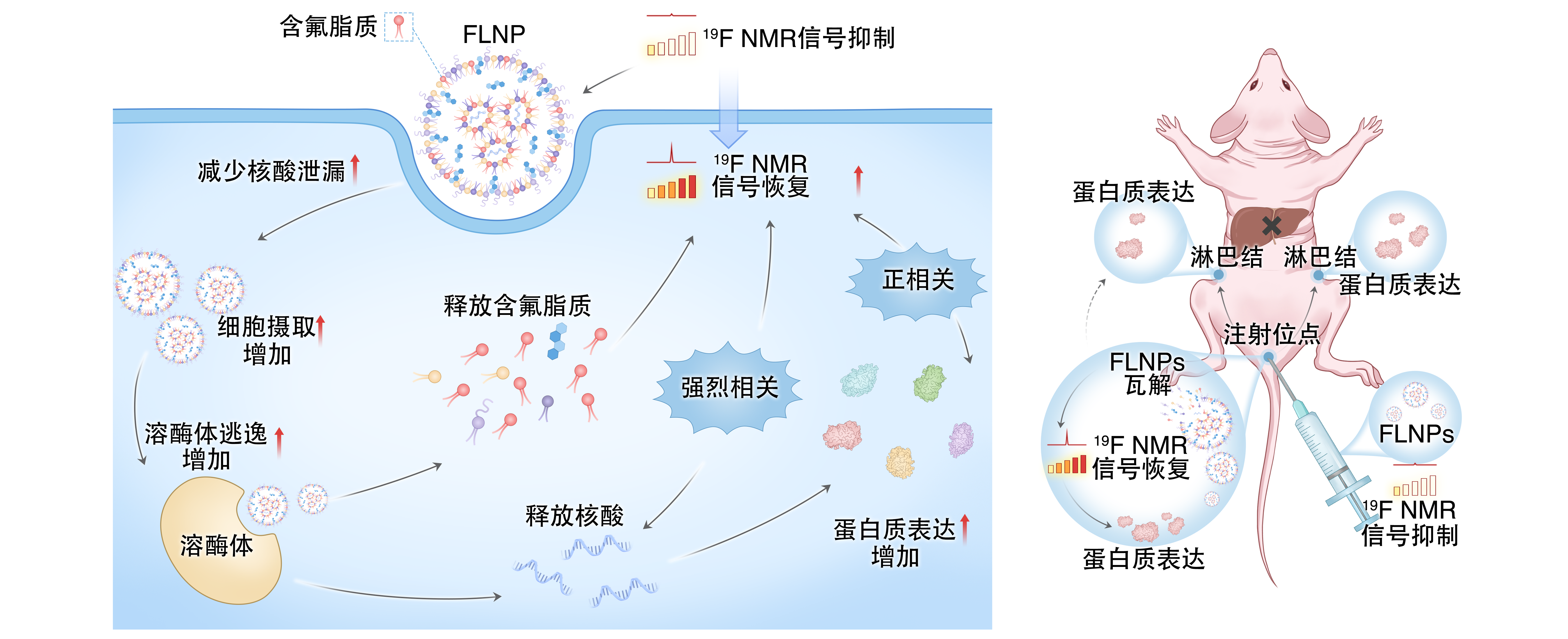 让 mRNA 在体内“看得见” 凯发K8在mRNA疫苗递送研究方面取得重要进展
